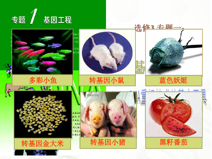 人教版高中生物選修三專題一第1節(jié) DNA重組技術(shù)的基本工具 課件共25張PPT